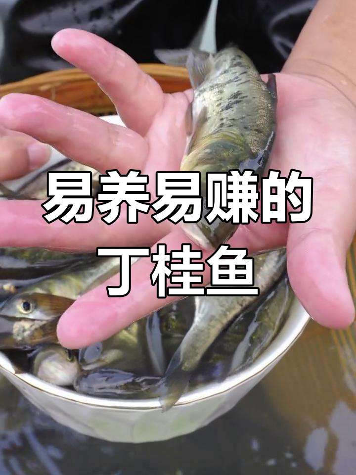 丁桂鱼:耐寒抗氧,杂食性强