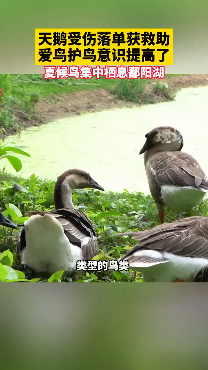 小天鹅翅膀受伤落单,大伙合力热心救助