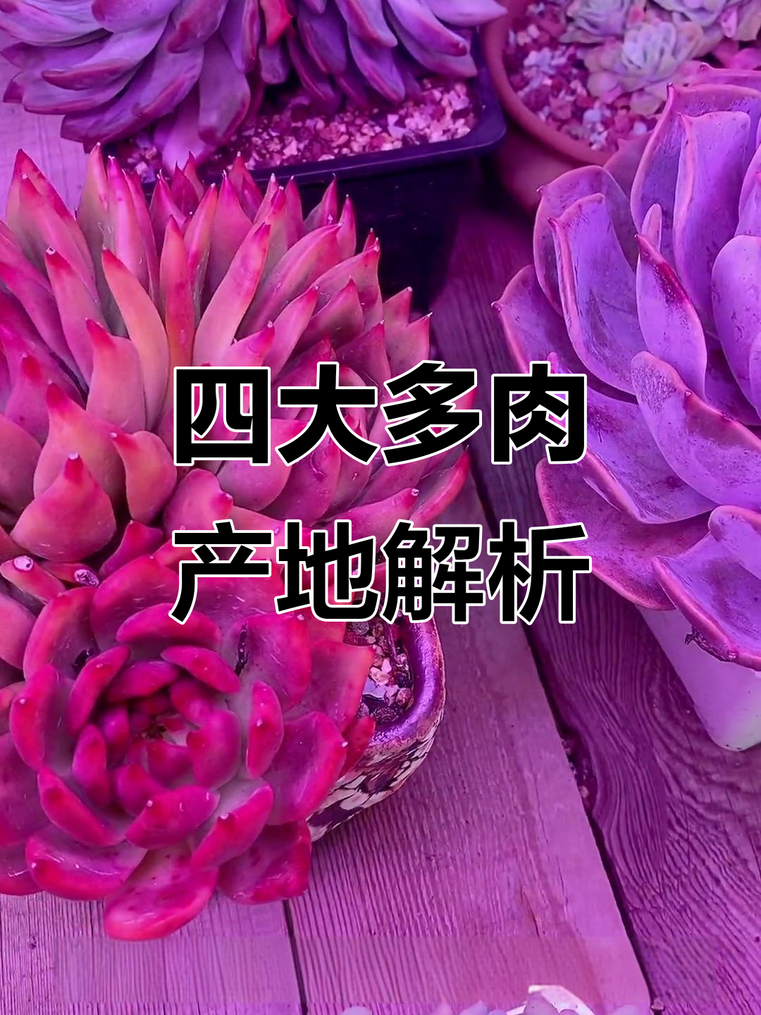 全国四大多肉种植基地大揭秘,哪个最适合你?