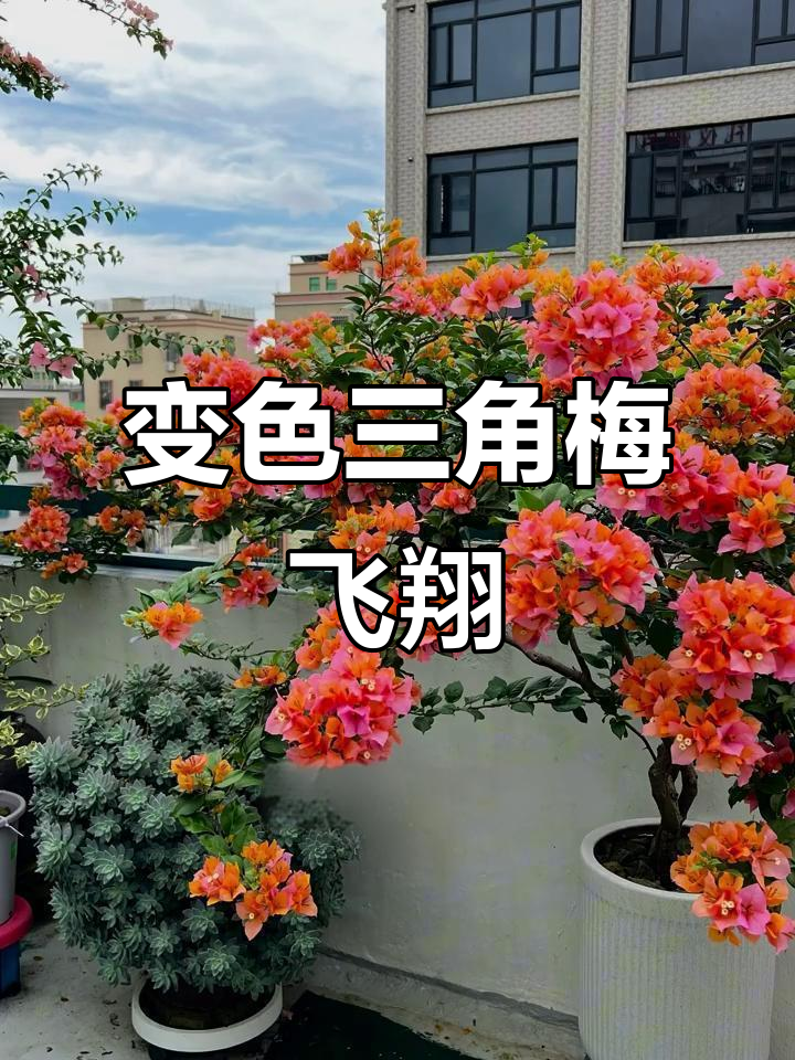 汕头三角梅变色龙,飞花飞舞惊艳全场