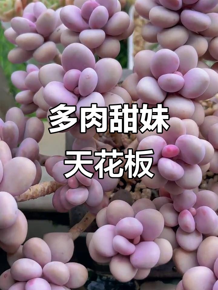 16种超可爱多肉植物，你中意哪一款？