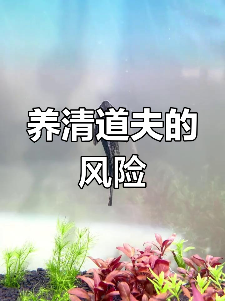 清道夫鱼对鱼缸的危害分析