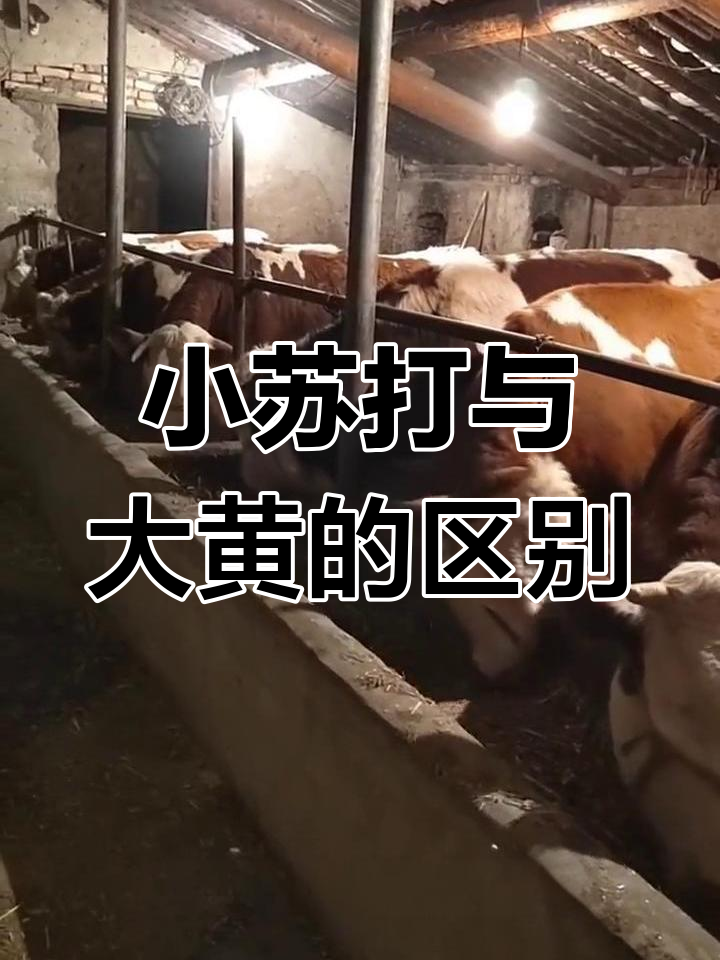 大黄苏打片在养牛中的作用与应用