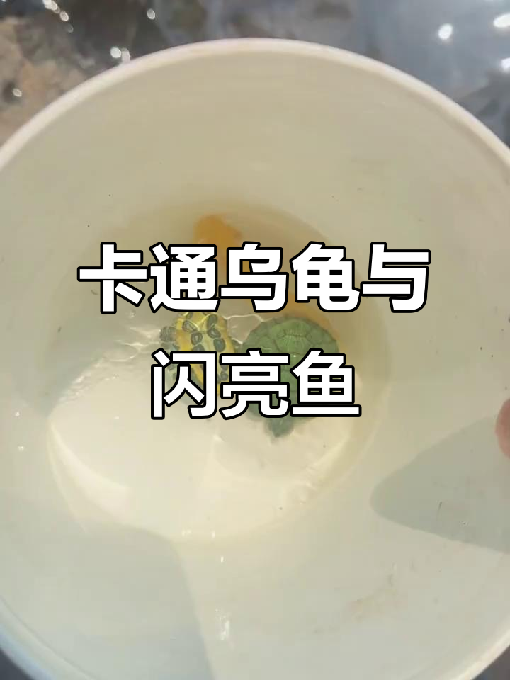 发现一只可爱的卡通乌龟和闪亮鱼儿,生活真有趣!