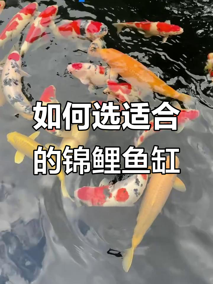 室内养殖锦鲤,鱼缸大小如何选择才最合适?