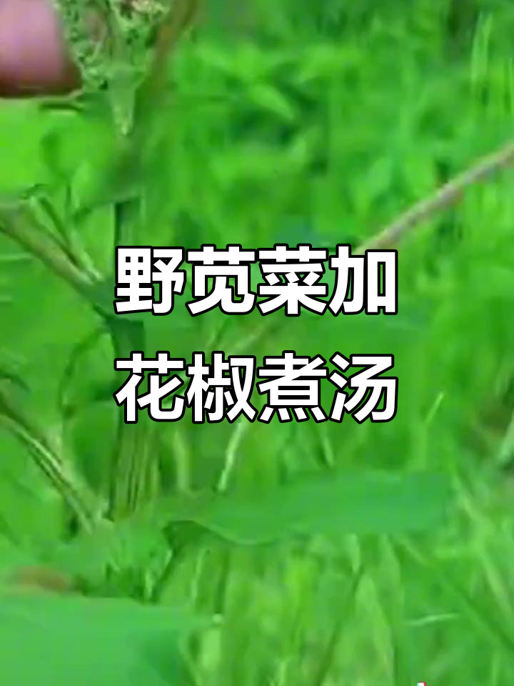 90岁爷爷教我,野苋菜配花椒炖汤,竟有神奇功效