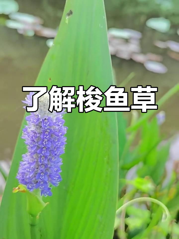 梭鱼草的魅力与特点