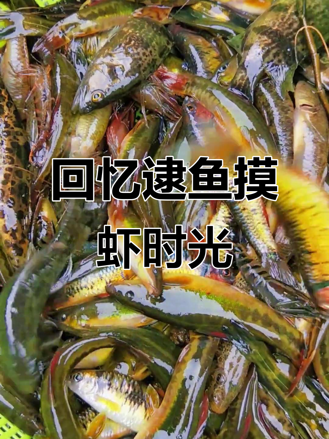 童年捉鱼摸虾的快乐,你还记得吗?