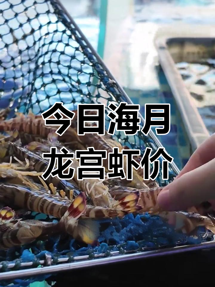 今日海月龙宫虾价
