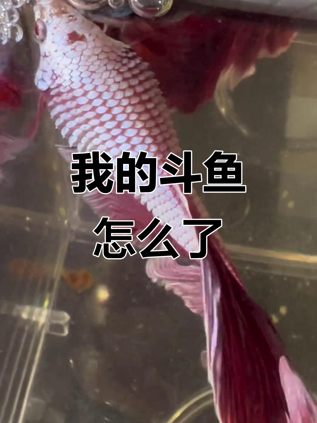 斗鱼炸鳞腹水,怎么办?