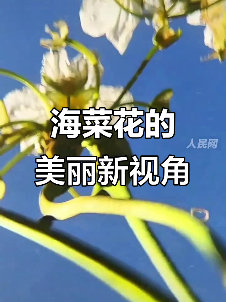 换个角度看海菜花,竟然这么美!