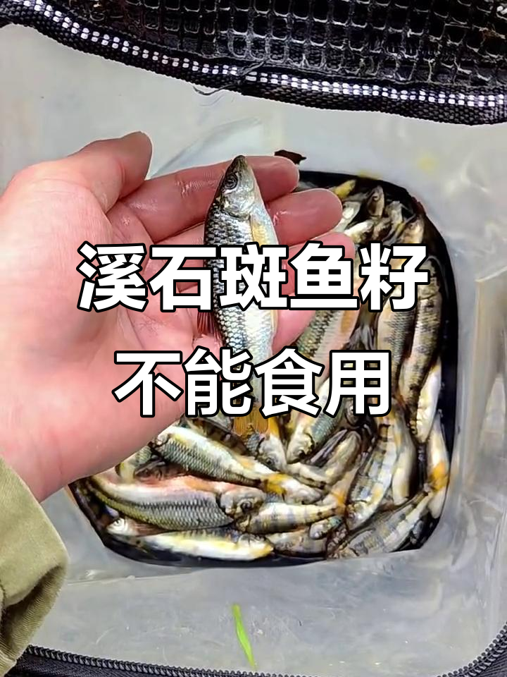 溪石斑鱼籽有毒,误食可能中毒!