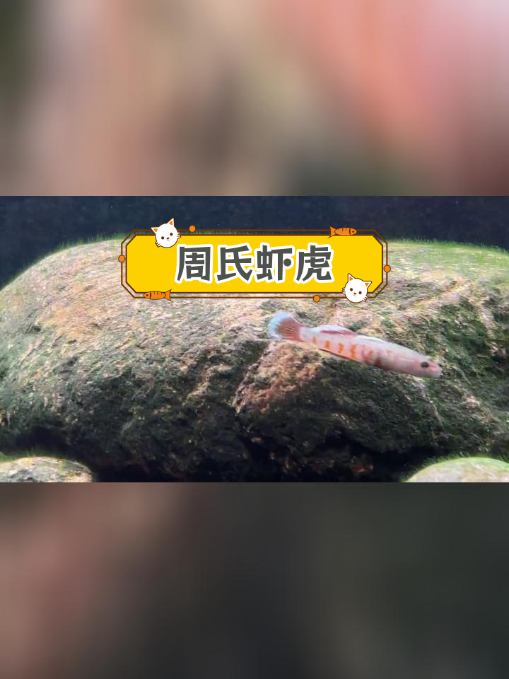 汕尾周氏虾虎:广东最美观赏鱼之一