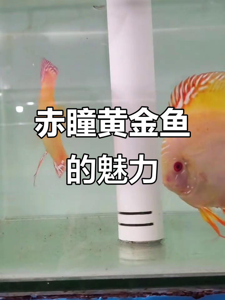 赤瞳黄金鱼,神秘又美丽!