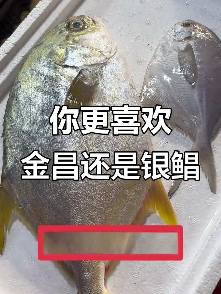 金昌鱼和银鲳鱼的口感大比拼,哪种更适合你?