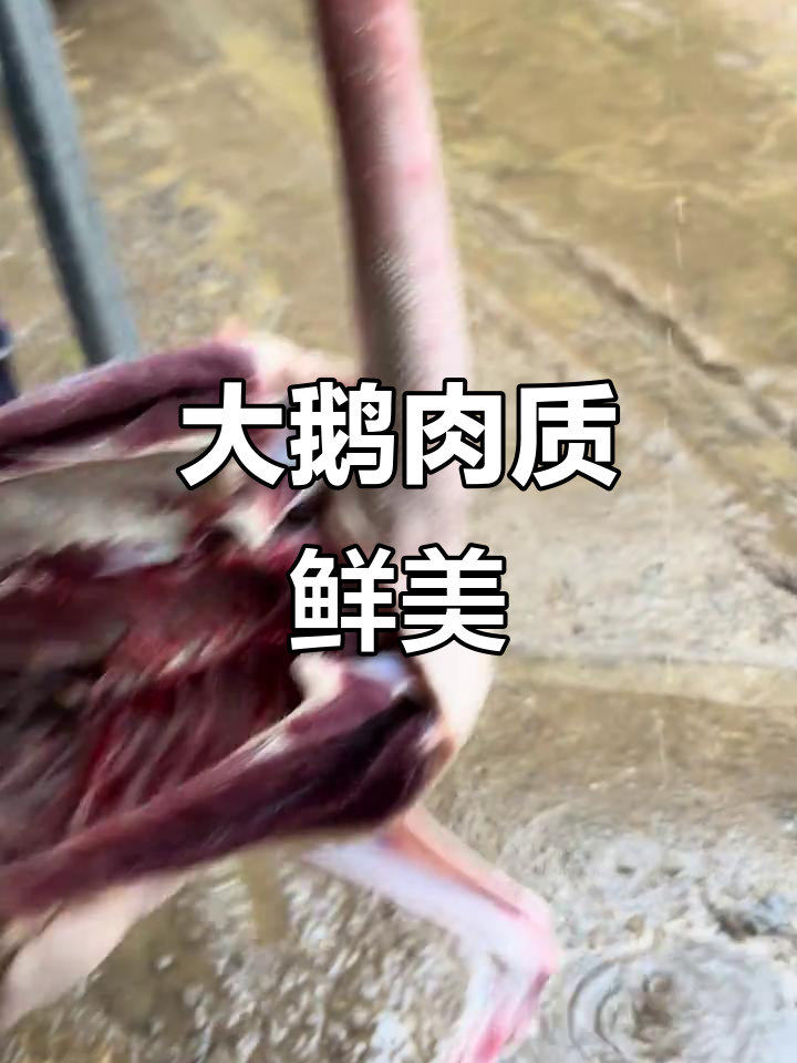 散养大鹅一年,肉质堪比牛肉,15元一斤随便挑