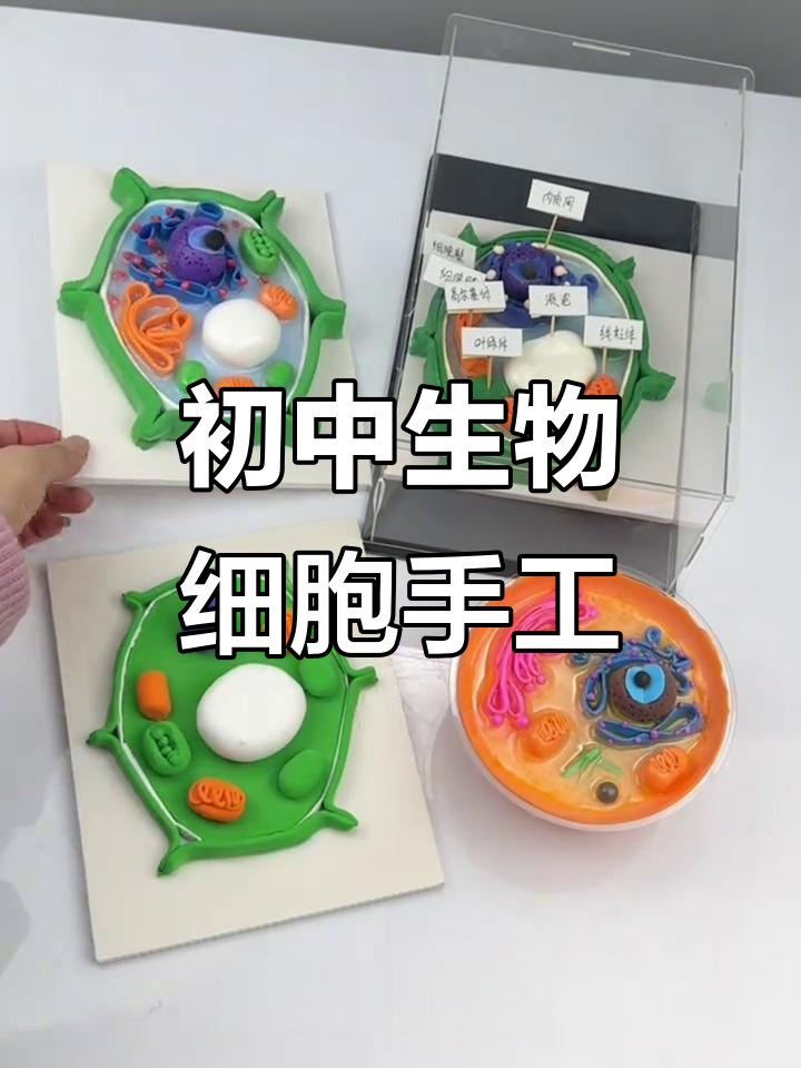 植物细胞模型制作,轻松学动物与植物细胞的差异