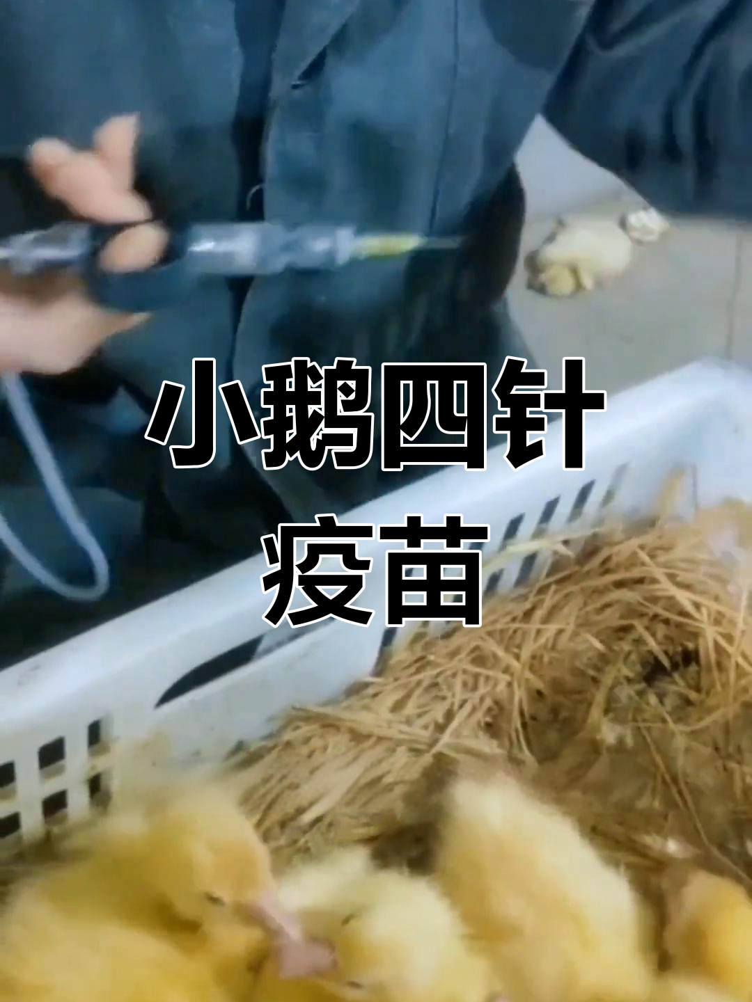 小鹅疫苗接种新方案,四针必打