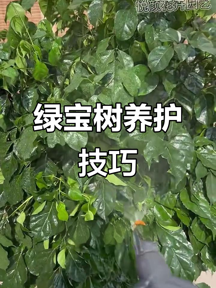 绿宝树养护全攻略:如何避免掉叶,让它枝繁叶茂