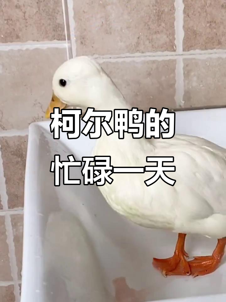 柯尔鸭的一天：唱歌、吃饭、照镜子，最后下蛋！