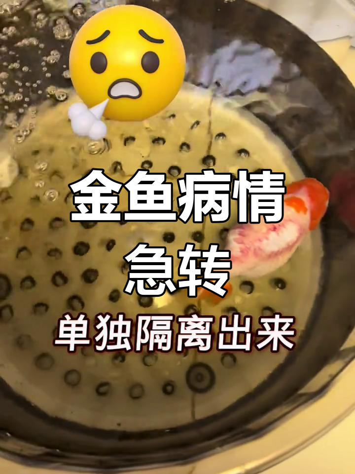 金鱼病重,氧气泵急救能否好转?