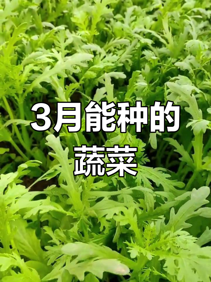 三月份适合种哪些蔬菜?生菜、油麦菜都在其中