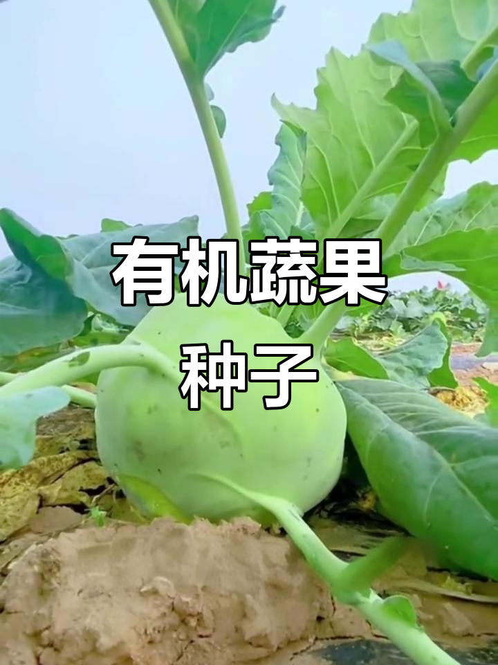 四季水果苤蓝种子,有机蔬菜良种,皮兰菜球种植必备