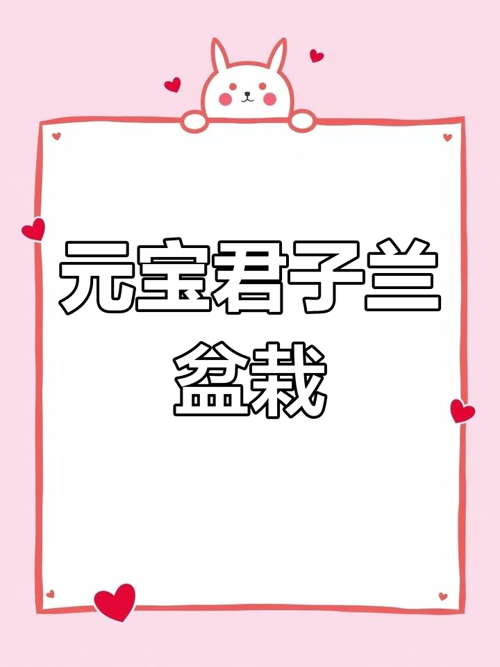 君子兰元宝:室内绿植之王,开花惊艳常伴左右