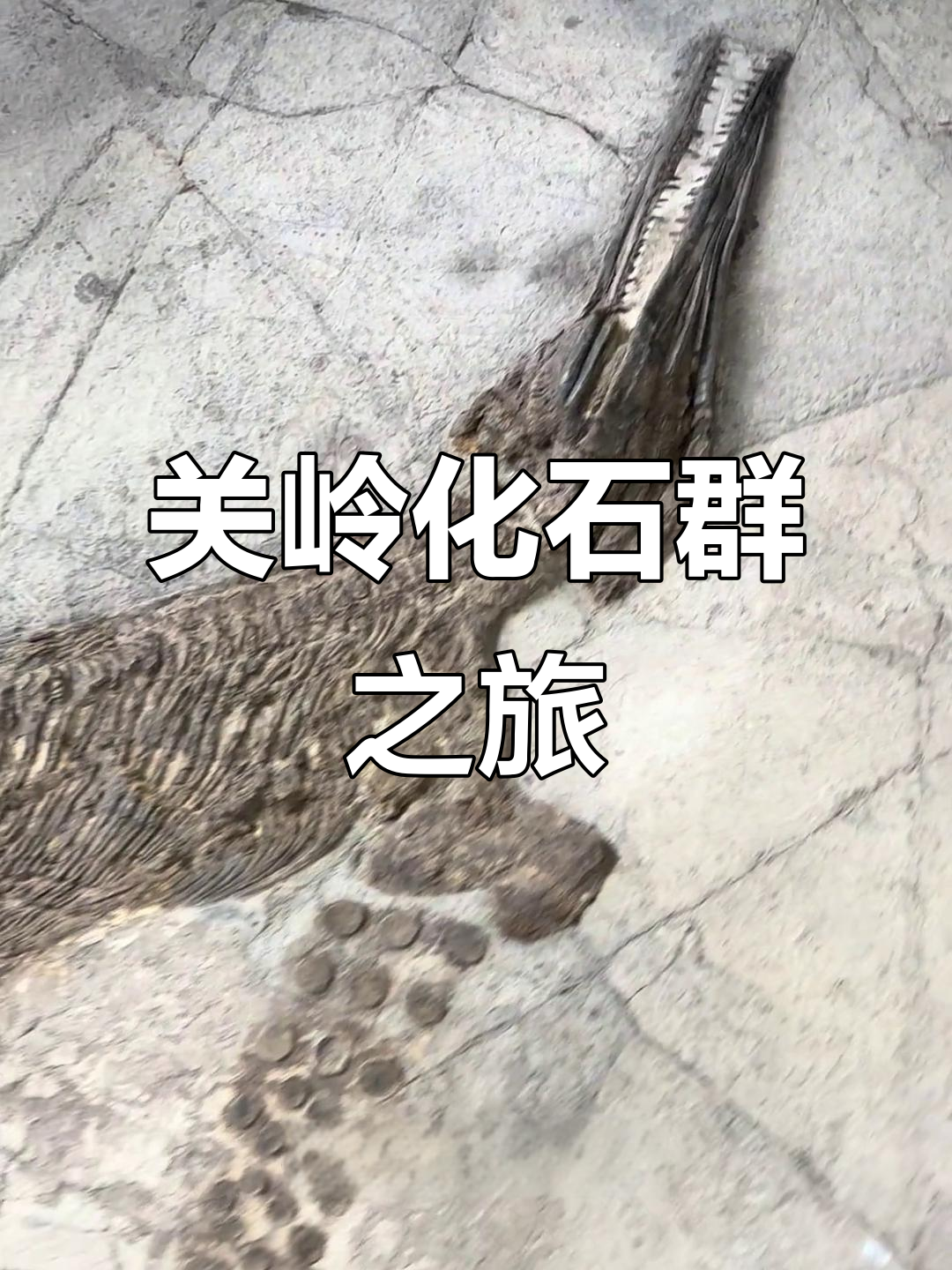 探秘贵州关岭化石群：两亿年前鱼龙与海百合的遗迹