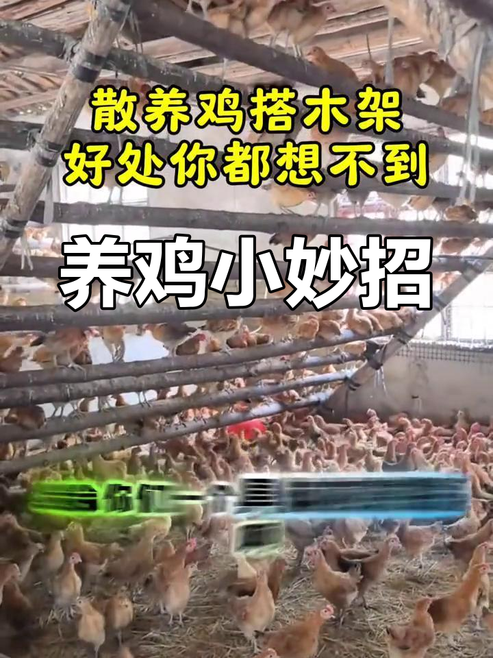 散养鸡舍搭建技巧,避免疾病从地面传播