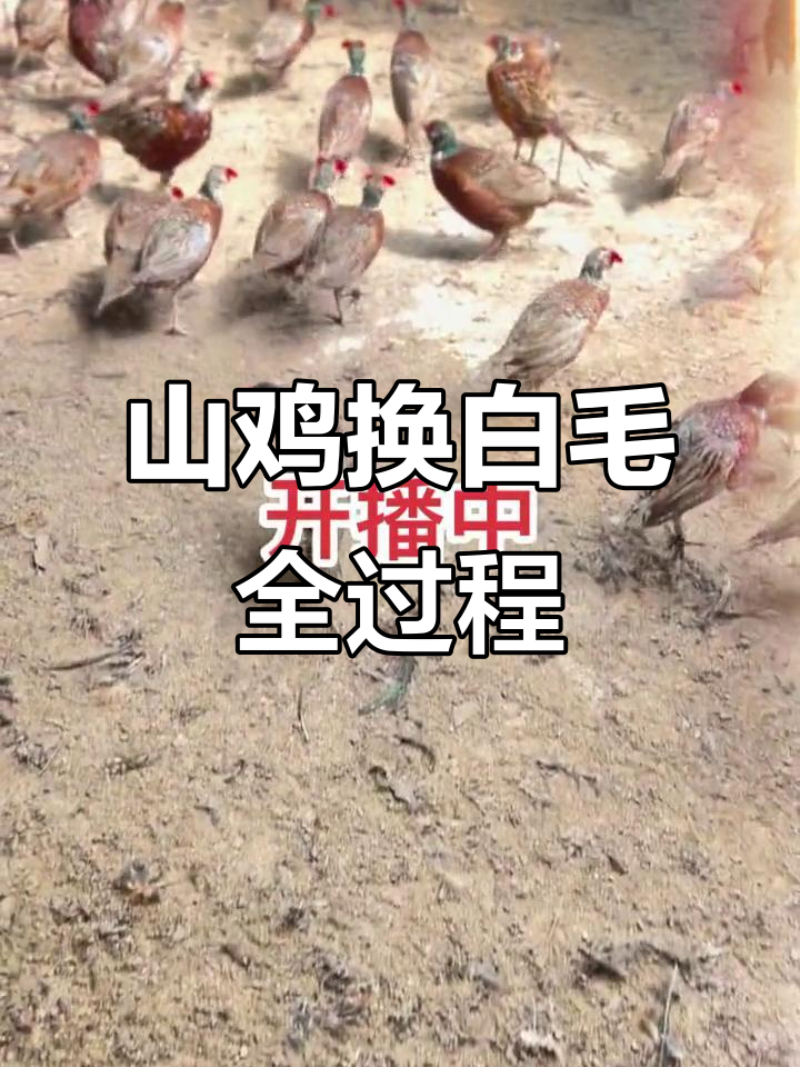 2022年七彩山鸡换毛实录,土鸡成长变化