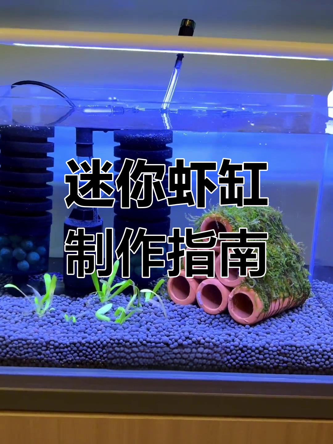 用小预算轻松打造迷你虾缸,材料简单,操作超容易!