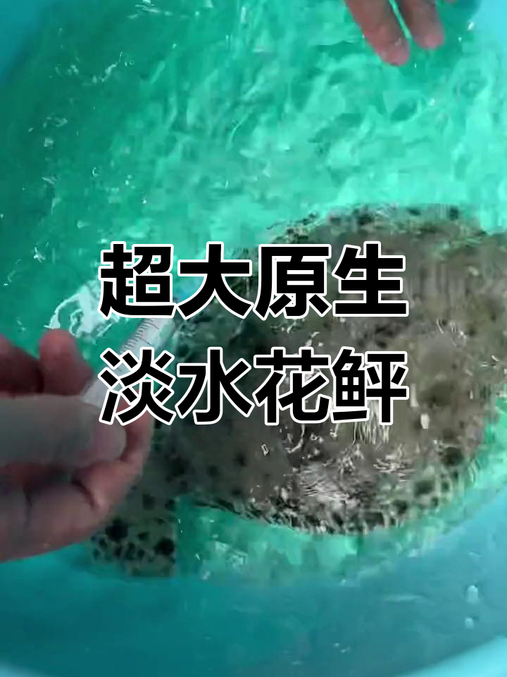 淡水花鲆鱼:我见过的最大原生比目鱼