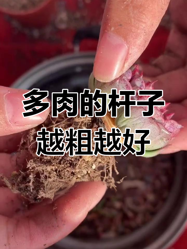 选多肉时,杆子粗的更耐养!教你如何挑选健康的多肉