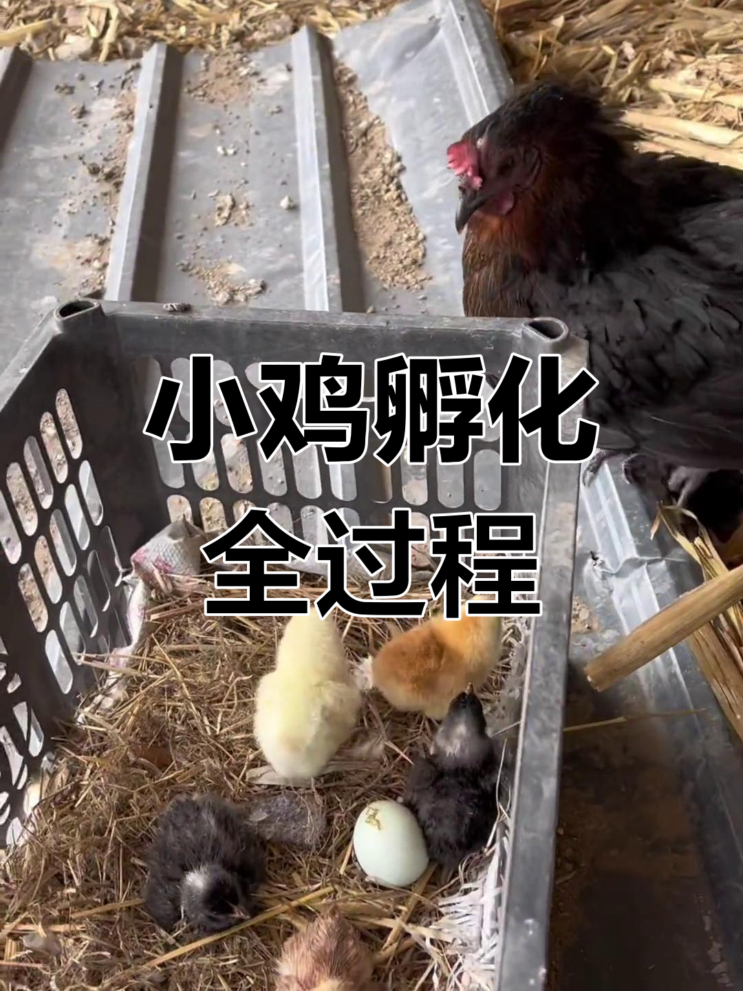 鸡妈妈孵出小鸡,蛋壳里藏着惊喜