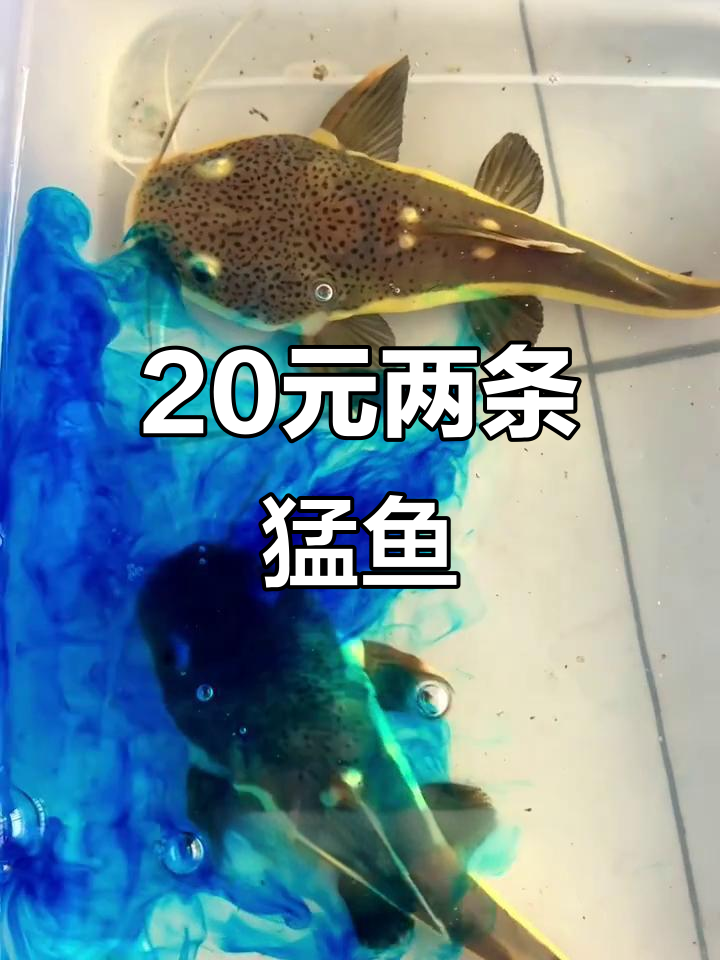20块买两条招财猫鱼,状态超好!