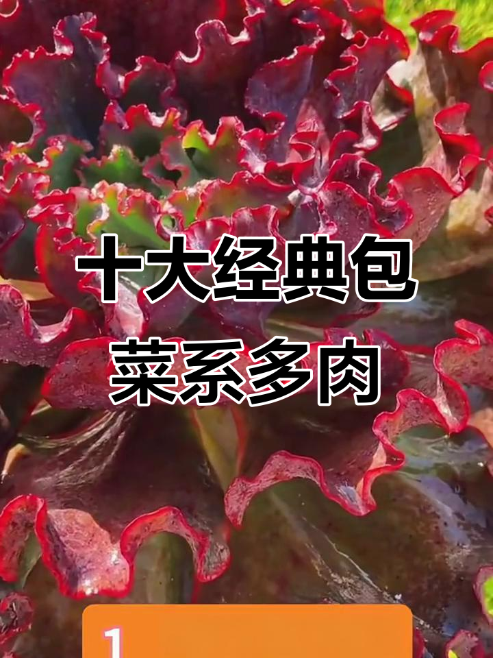 10款常见包菜系多肉植物，看看你认识几种？
