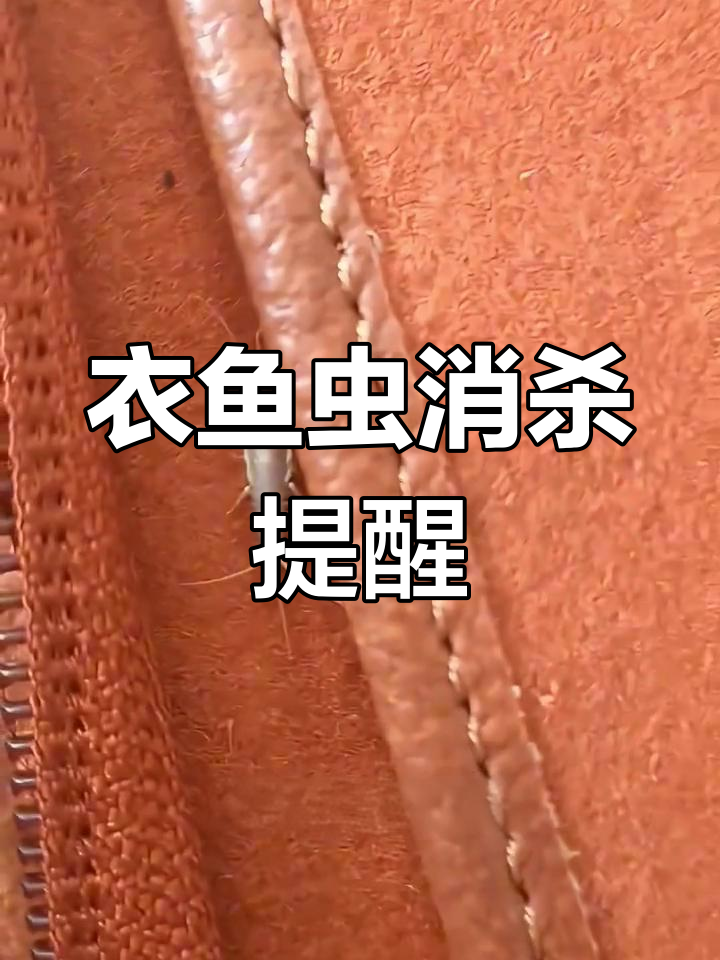 衣鱼虫颜色深,家里数量多!及时清除很重要