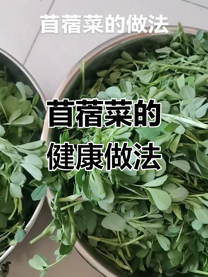 苜蓿菜的多重营养与美味吃法,炒食凉拌皆宜