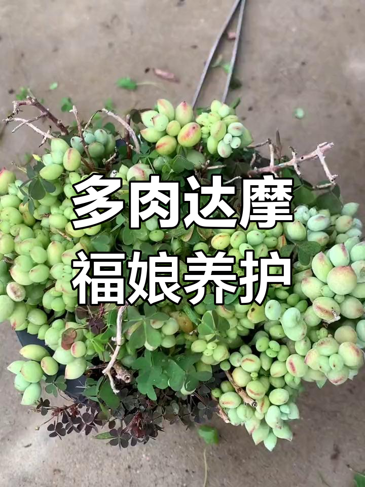 达摩福娘养护技巧:如何保持健康生长