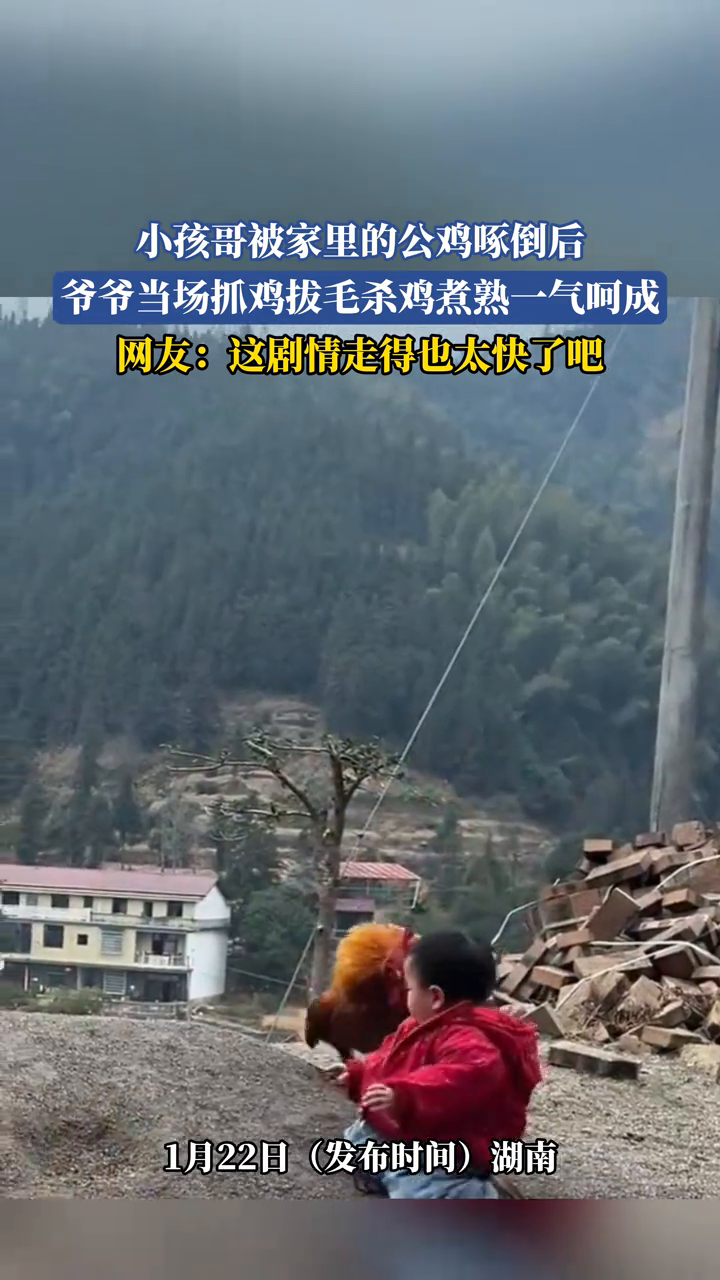 小孩哥被家里的公鸡啄倒后,爷爷当场抓鸡拔毛杀鸡煮熟一气呵成