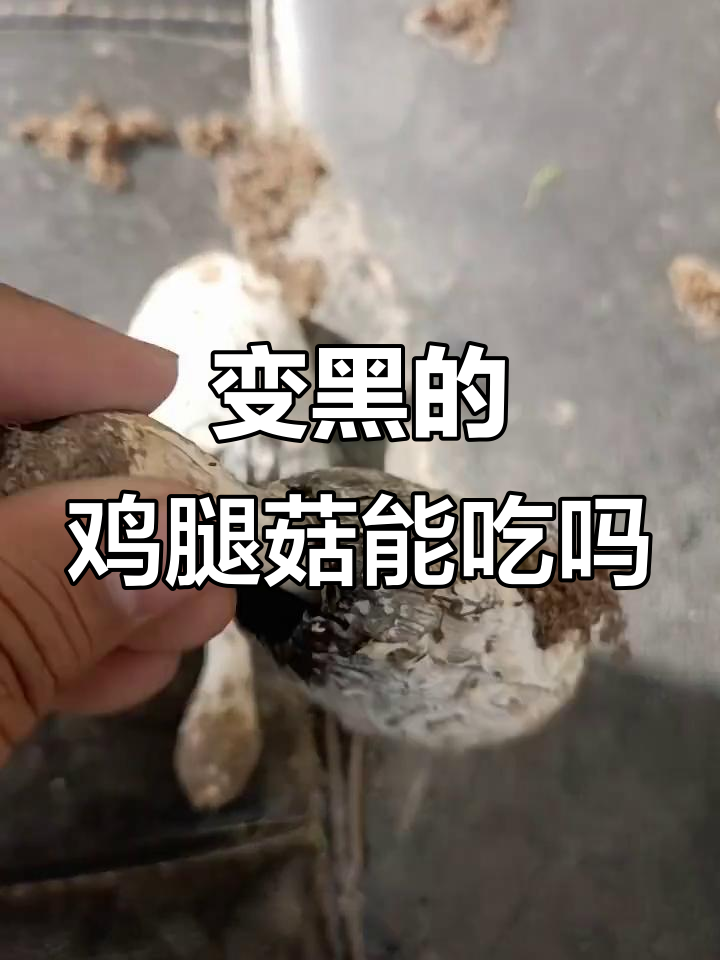 鸡腿菇变黑还能吃吗?专家解答来了