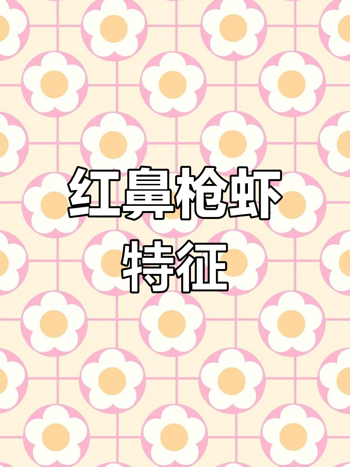 红鼻枪虾,雄性红线明显,雌性透明,腹部有驼峰特征