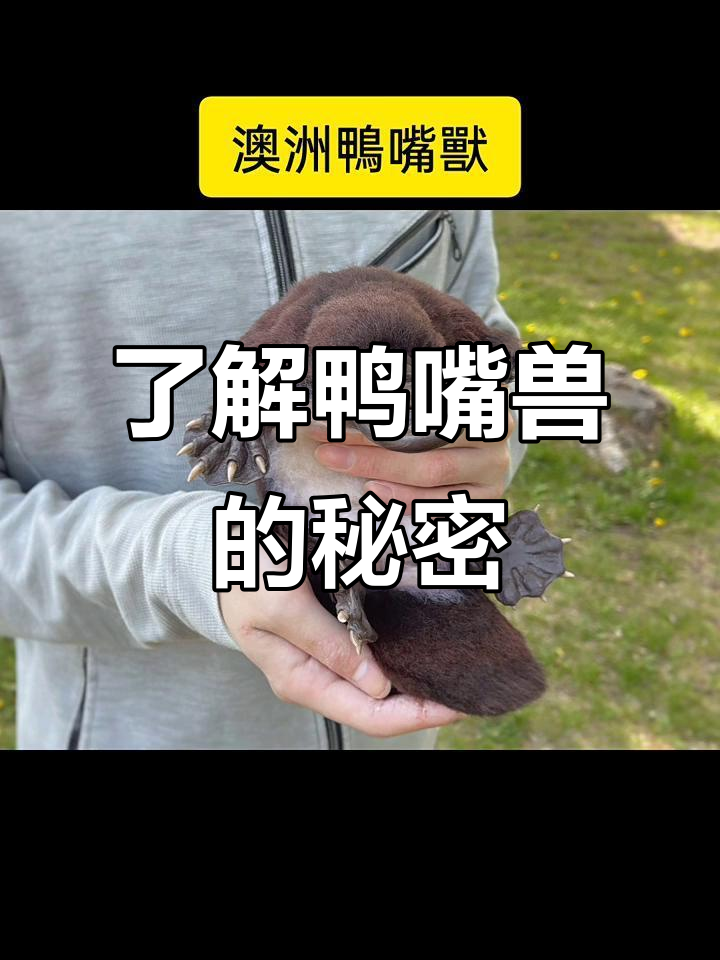鸭嘴兽:古老卵生哺乳动物的独特生活
