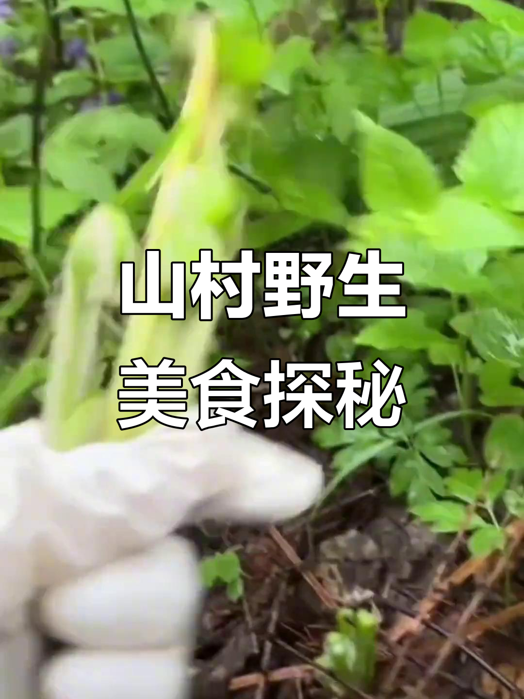 山村野菜大揭秘：刺嫩芽、黄瓜香，美味又营养