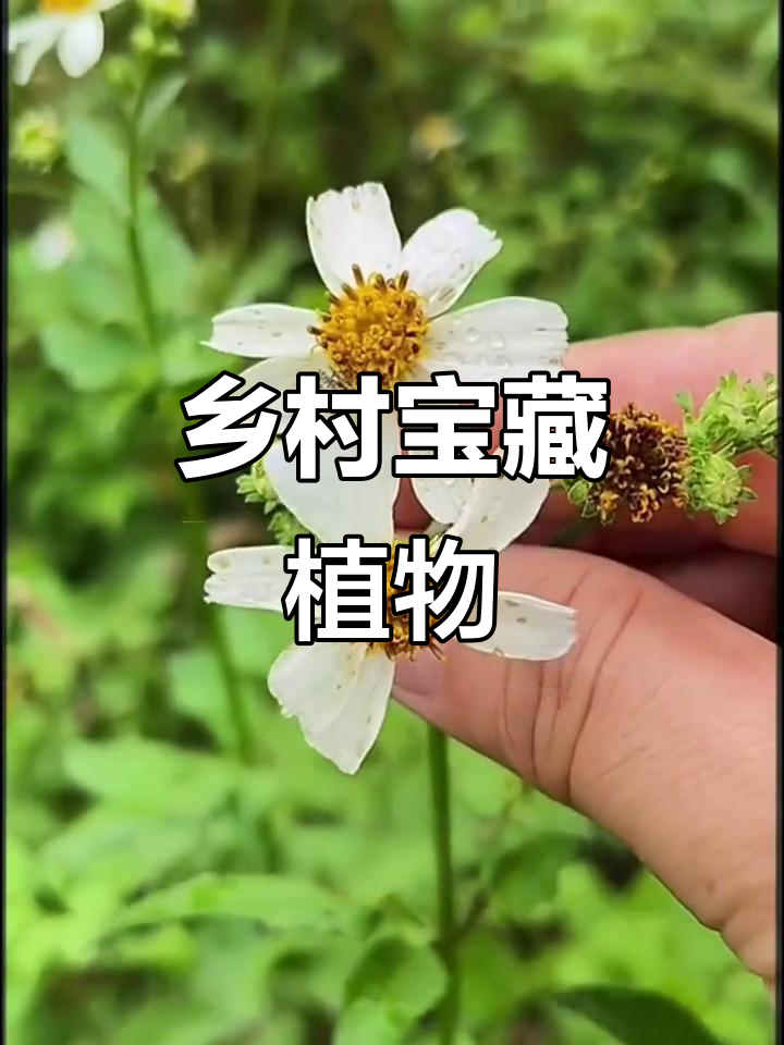 这种植物城里少见,农村却视为珍宝,你见过吗?