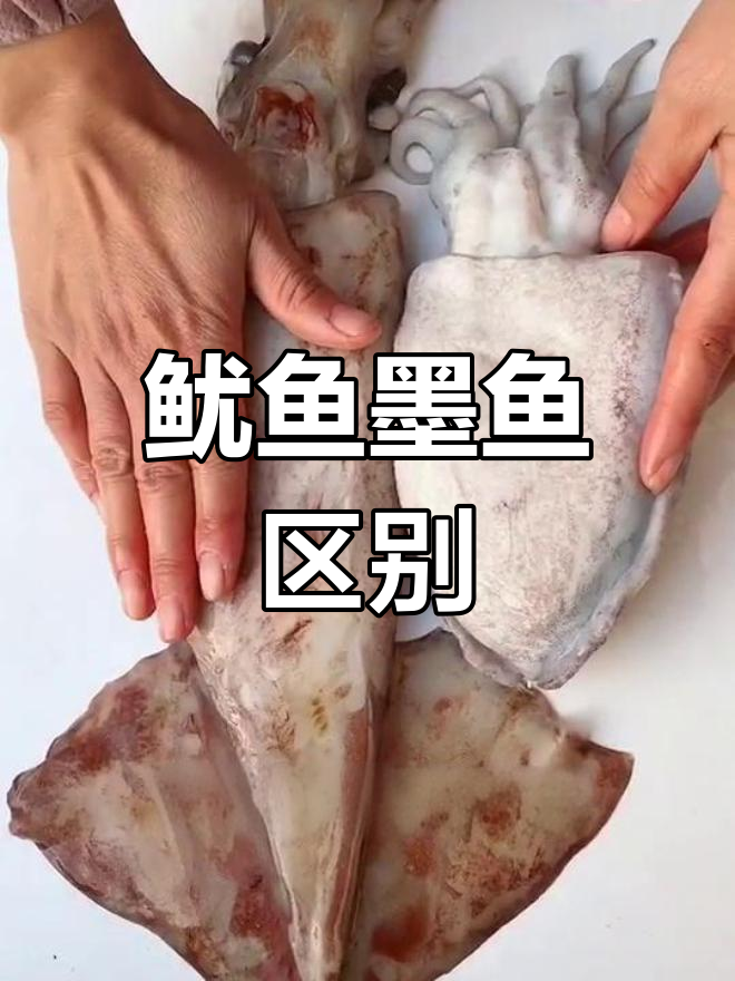 鱿鱼与墨鱼的差异解析:如何区分并食用