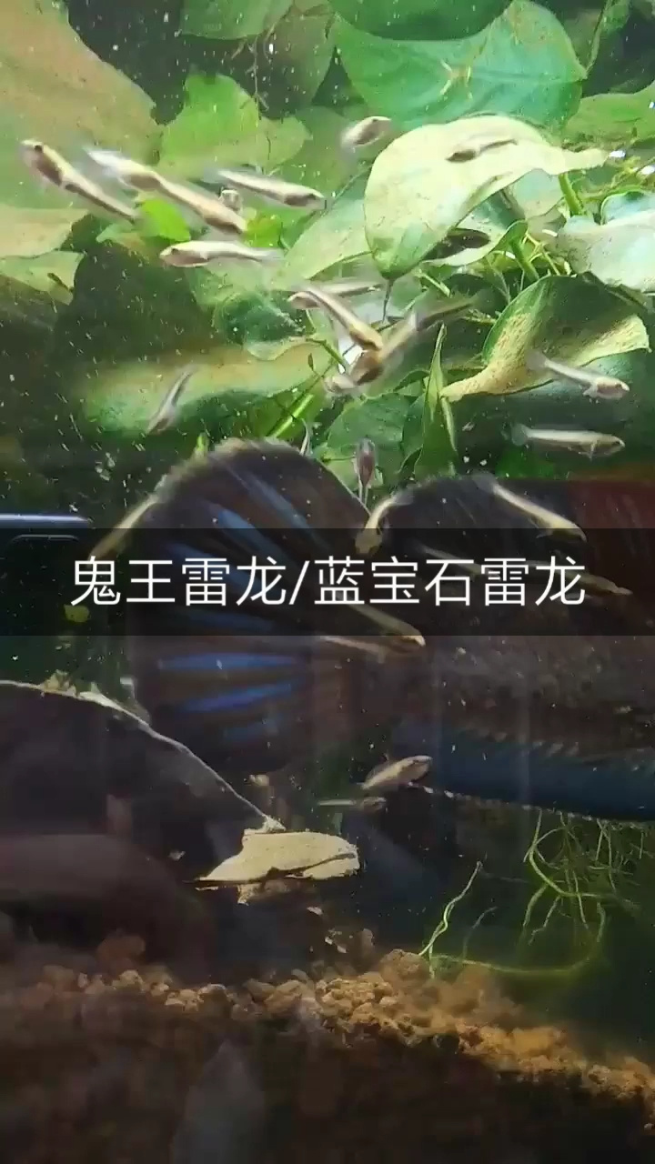 鬼王雷龙 蓝宝石雷龙