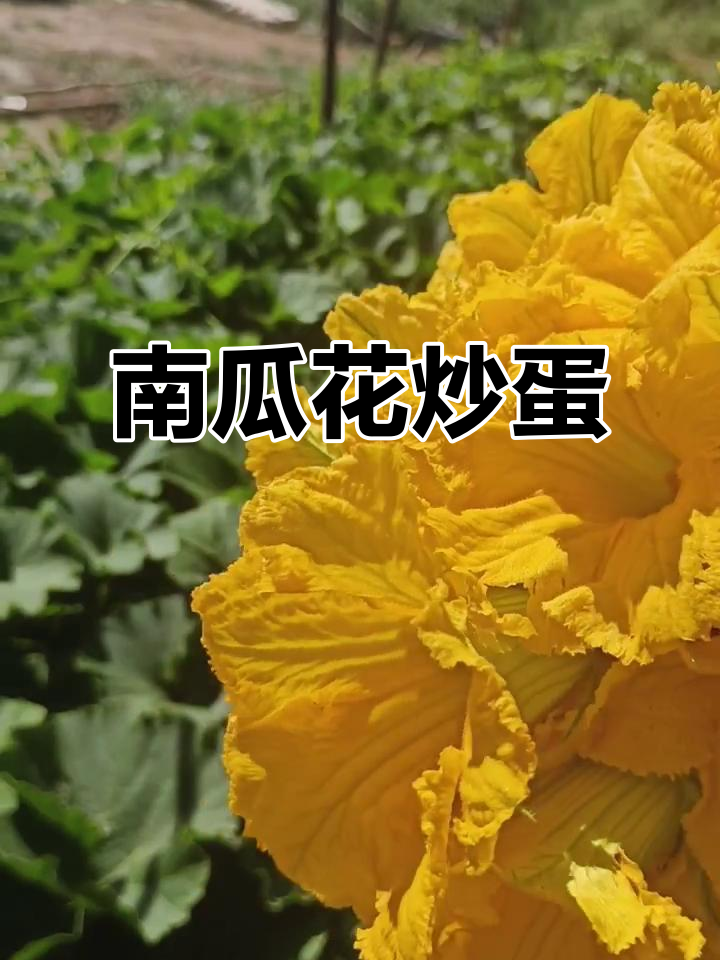 南瓜花季节,简单炒鸡蛋更美味