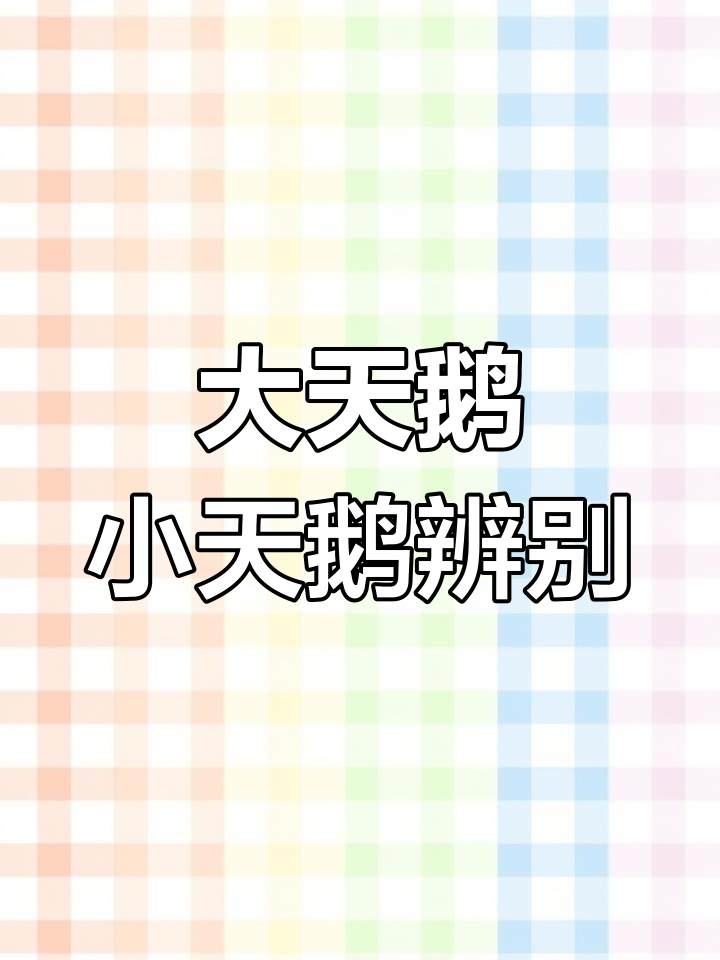 如何区分大天鹅和小天鹅?这些特征你得知道